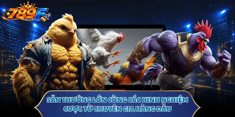 Săn thưởng lớn cùng các kinh nghiệm cược từ chuyên gia hàng đầu